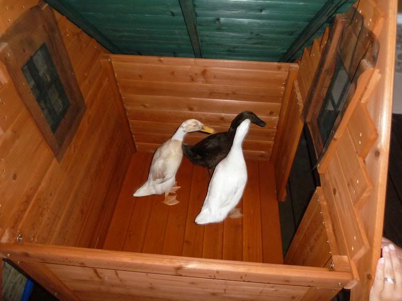 Call duck house need pics BackYard Chickens Learn How to Raise Chickens